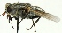  (Hybomitra borealis - MHZ_HP.528)  @14 [ ] CreativeCommons - Attribution Non-Commercial (2012) Marko Mutanen University of Oulu