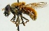  (Cheilosia chrysocoma - MZH_GJ.17)  @14 [ ] CreativeCommons - Attribution Non-Commercial (2012) Marko Mutanen University of Oulu