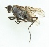  (Hydrophorus alpinus - MZH_GV.3186)  @12 [ ] CreativeCommons - Attribution Non-Commercial (2012) Marko Mutanen University of Oulu