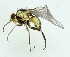  (Liriomyza flaveola - MZH_GV.3445)  @13 [ ] CreativeCommons - Attribution Non-Commercial (2012) Marko Mutanen University of Oulu