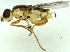  (Meromyza mosquensis - MZH_GV.3585)  @13 [ ] CreativeCommons - Attribution Non-Commercial (2012) Marko Mutanen University of Oulu