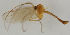  (Macrocera pilosa - MZH_HP.1645)  @11 [ ] CreativeCommons - Attribution Non-Commercial No Derivatives (2013) Hanna Koivula Finnish Museum of Natural History