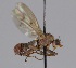  ( - MZH_HP.2212)  @13 [ ] CreativeCommons - Attribution Non-Commercial No Derivatives (2014) Hanna Koivula Finnish Museum of Natural History
