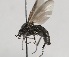  (Bibio marci - MZH_HP.2236)  @14 [ ] CreativeCommons - Attribution Non-Commercial No Derivatives (2014) Hanna Koivula Finnish Museum of Natural History