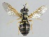  (Chrysotoxum vernale - MZH_HP.2277)  @15 [ ] CreativeCommons - Attribution Non-Commercial No Derivatives (2014) Hanna Koivula Finnish Museum of Natural History