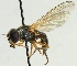  (Cheilosia flavissima - MZH_HP.582)  @13 [ ] CreativeCommons - Attribution Non-Commercial (2012) Marko Mutanen University of Oulu
