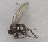  (Liriomyza infuscata - MZH_HP.687)  @11 [ ] CreativeCommons - Attribution Non-Commercial No Derivatives (2013) Hanna Koivula Finnish Museum of Natural History