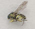 (Phytomyzinae - MZH_HP.736)  @15 [ ] CreativeCommons - Attribution Non-Commercial No Derivatives (2013) Hanna Koivula Finnish Museum of Natural History