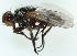  (Leucophora grisella - MZH_HP.754)  @11 [ ] CreativeCommons - Attribution Non-Commercial (2012) Marko Mutanen University of Oulu