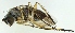  (Dolichopus nubilus - MZH_HP.930)  @12 [ ] CreativeCommons - Attribution Non-Commercial (2012) Marko Mutanen University of Oulu