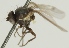  (Phytomyza angelicastri - jka-05-00868)  @11 [ ] CreativeCommons - Attribution Non-Commercial (2012) Marko Mutanen University of Oulu