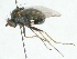  (Dolichopus vitripennis - jka-05-02413)  @12 [ ] CreativeCommons - Attribution Non-Commercial (2012) Marko Mutanen University of Oulu