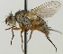  (Siphona geniculata - jka-05-04538)  @14 [ ] CreativeCommons - Attribution Non-Commercial (2012) Marko Mutanen University of Oulu