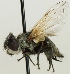  (Phasia subcoleoptrata - jka06-00525)  @14 [ ] CreativeCommons - Attribution Non-Commercial (2012) Marko Mutanen University of Oulu