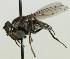  (Ochthera mantis - jka06-01361)  @13 [ ] CreativeCommons - Attribution Non-Commercial (2012) Marko Mutanen University of Oulu