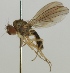  (Campichoeta obscuripennis - jka06-02481)  @13 [ ] CreativeCommons - Attribution Non-Commercial (2012) Marko Mutanen University of Oulu