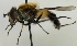  (Leucozona lucorum - jka08-00876)  @14 [ ] CreativeCommons - Attribution Non-Commercial (2012) Marko Mutanen University of Oulu