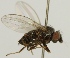  (Phyllomyza securicornis - jka09-01925)  @13 [ ] CreativeCommons - Attribution Non-Commercial (2012) Marko Mutanen University of Oulu