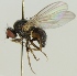  (Agromyza rufipes - jka09-04885)  @12 [ ] CreativeCommons - Attribution Non-Commercial (2012) Marko Mutanen University of Oulu