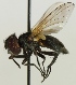  (Phasia aurulans - jka09-05729)  @15 [ ] CreativeCommons - Attribution Non-Commercial (2012) Marko Mutanen University of Oulu