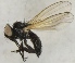  (Priscoearomyia nigra - jka11-00070)  @12 [ ] CreativeCommons - Attribution Non-Commercial (2012) Marko Mutanen University of Oulu