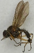  (Pegomya pulchripes - jka11-00677)  @13 [ ] CreativeCommons - Attribution Non-Commercial (2012) Marko Mutanen University of Oulu