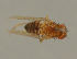  (Drosophila melanogaster - MZH_HP.1088)  @13 [ ] CreativeCommons - Attribution Non-Commercial No Derivatives (2013) Hanna Koivula Finnish Museum of Natural History