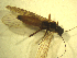  ( - JI-BOLD-246)  @13 [ ] Unspecified (default): All Rights Reserved  Unspecified Unspecified