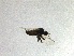  (Rhamphomyia albitarsis - FinEmp046)  @11 [ ] Copyright (2014) Bergen Museum Bergen Museum