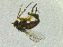  (Dolichopus ungulatus - FinEmp104)  @13 [ ] Copyright (2014) Bergen Museum Bergen Museum