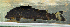  (Atopochilus - OS19648 BLS-GAB-514)  @11 [ ] CreativeCommons  Attribution Non-Commercial Share-Alike (2014) Brian Sidlauskas Oregon State University