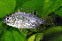  (Coptodon tholloni - OS19611 BLS-GAB-506)  @11 [ ] CreativeCommons  Attribution Non-Commercial Share-Alike (2014) Brian Sidlauskas Oregon State University