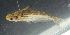  (Schilbe laticeps - OS21663 GAB17-0159)  @11 [ ] CreativeCommons  Attribution Non-Commercial Share-Alike (2017) Joe Cutler Oregon State University