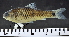  (Enteromius pinnimaculatus - OS22150 GAB17-0250)  @11 [ ] CreativeCommons  Attribution Non-Commercial Share-Alike (2017) Hans Mipounga Oregon State University