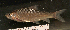  ( - OS20416 GAB17-0405)  @11 [ ] CreativeCommons  Attribution Non-Commercial Share-Alike (2017) Joe Cutler Oregon State University