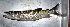  ( - OS19862 BLS14-068)  @11 [ ] CreativeCommons  Attribution Non-Commercial Share-Alike (2014) Brian Sidlauskas Oregon State University
