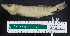  (Hepsetus kingsleyae - OS19572 BLS14-025)  @11 [ ] CreativeCommons  Attribution Non-Commercial Share-Alike (2019) Oregon State University Oregon State University