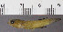  (Aphyosemion cyanostictum - OS19803 BLS14-146)  @11 [ ] CreativeCommons  Attribution Non-Commercial Share-Alike (2019) Oregon State University Oregon State University