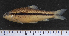  (Enteromius rubrostigma - OS20162 GAB17-0772)  @11 [ ] CreativeCommons  Attribution Non-Commercial Share-Alike  Unspecified Unspecified
