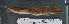  (Parauchenoglanis balayi - OS20278 GAB17-1090)  @11 [ ] CreativeCommons  Attribution Non-Commercial Share-Alike (2017) Joe Cutler Oregon State University