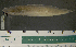  (Clarias camerunensis - OS20370 GAB17-0715)  @11 [ ] CreativeCommons  Attribution Non-Commercial Share-Alike (2019) Oregon State University Oregon State University