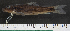  (Labeo camerunensis - OS20497 GAB17-1286)  @11 [ ] CreativeCommons  Attribution Non-Commercial Share-Alike  Unspecified Unspecified