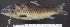  ( - OS20518 GAB17-1109)  @11 [ ] CreativeCommons  Attribution Non-Commercial Share-Alike (2019) Oregon State University Oregon State University