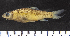  (Enteromius brichardi - OS20527 GAB17-1117)  @11 [ ] CreativeCommons  Attribution Non-Commercial Share-Alike  Unspecified Unspecified