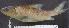  ( - OS20963 GAB17-1589)  @11 [ ] CreativeCommons  Attribution Non-Commercial Share-Alike (2019) Oregon State University Oregon State University