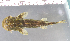  (Atopodontus - OS20971 GAB17-1361)  @11 [ ] CreativeCommons  Attribution Non-Commercial Share-Alike (2017) Joe Cutler Oregon State University