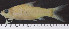  (Enteromius brazzai - OS21046 GAB17-1708)  @11 [ ] CreativeCommons  Attribution Non-Commercial Share-Alike (2019) Oregon State University Oregon State University