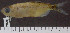  ( - OS21102 GAB17-1205)  @11 [ ] CreativeCommons  Attribution Non-Commercial Share-Alike (2019) Oregon State University Oregon State University