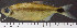 ( - OS21109 GAB17-1434)  @11 [ ] CreativeCommons  Attribution Non-Commercial Share-Alike (2019) Oregon State University Oregon State University