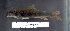  (Labeo annectens - OS21276 GAB17-0873)  @11 [ ] CreativeCommons  Attribution Non-Commercial Share-Alike (2017) Brian Sidlauskas Oregon State University